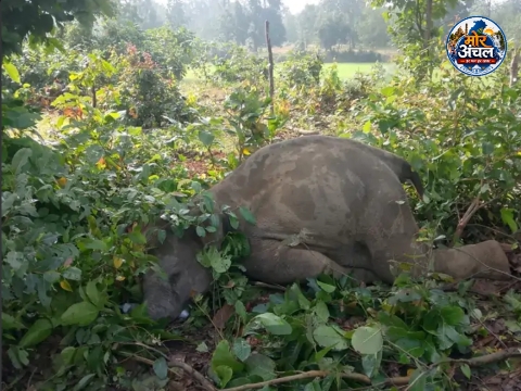 सरगुजा में करंट की चपेट में आया हाथी का बच्चा, मौके पर मौत; रातभर शव के पास डटा रहा हाथियों का झुंड